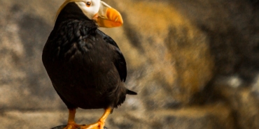 Bering-Denizi-Uzerinde-14-Saat-Rus-Bombalari-ABD8217yi-Teyakkuzda-Tuttu-featured